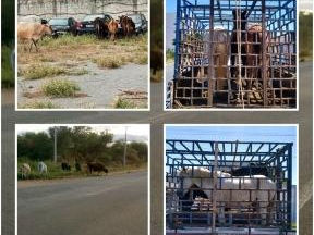 SMTRAN de Guanambi Já Recolheu 95 Animais Soltos em Vias Urbanas Neste Ano.