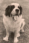 George_edited_edited.jpg