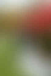 St. Michael's Vineyard Wedding