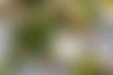 Elkins Estate Wedding