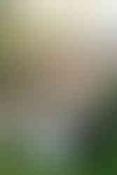 Stone Mill Inn Wedding