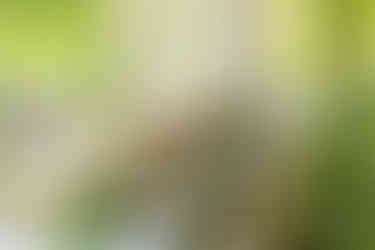 Elkins Estate Wedding