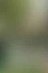 Pomme Radnor Wedding Ceremony