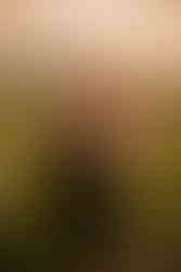 wildflower field engagement photos