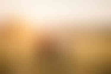 wildflower field engagement photos