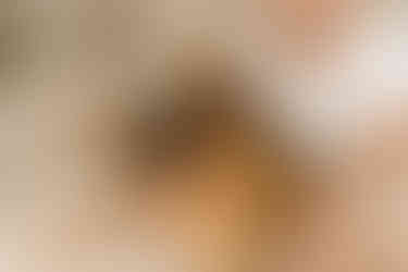 Maryland Newborn Photo Shoot