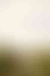 wildflower field engagement photos