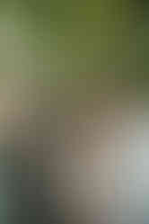 Cameron Estate Inn Bridal Party Photos