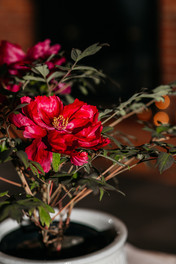 cork factory hotel wedding