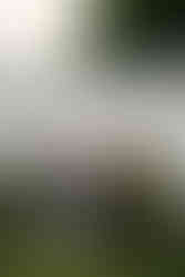 wildflower field engagement photos