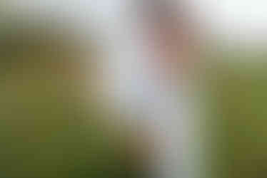 Ballas Park Engagement