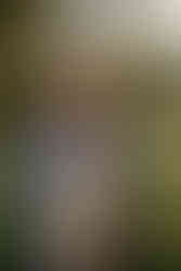 Lititz Springs Inn Wedding