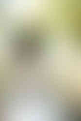 Historic Ashland Wedding