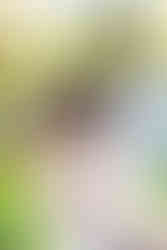 Elkins Estate Wedding