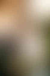 Lititz Springs Inn Wedding