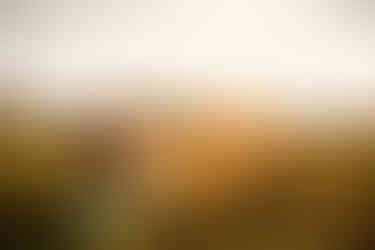 wildflower field engagement photos