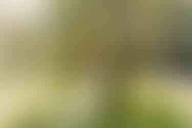 Cameron Estate Inn First Look