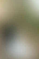 Stone Mill Inn Wedding