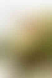 Elkins Estate Wedding