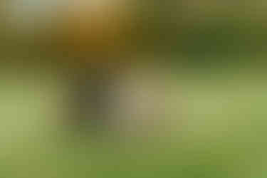 St. Michael's Vineyard Wedding