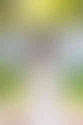 Elkins Estate Wedding