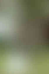 Box Hill Mansion Wedding