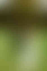 St. Michael's Vineyard Wedding