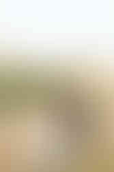 Historic Ashland Wedding