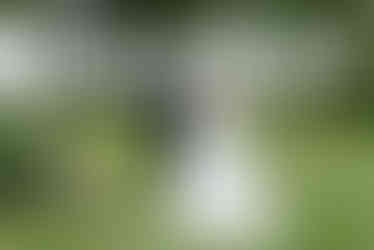 Box Hill Mansion Wedding