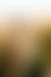 Ballas Park Engagement