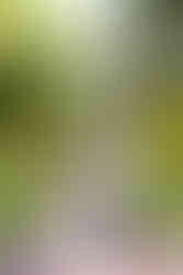 Elkins Estate Wedding