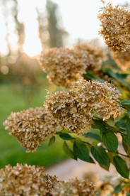 Stone Mill Inn Wedding