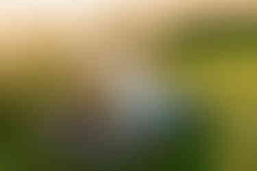 Ballas Park Engagement