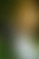 Box Hill Mansion Wedding