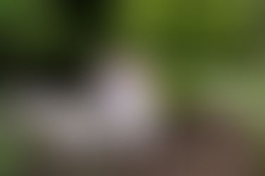 Hershey Gardens Engagement Photos