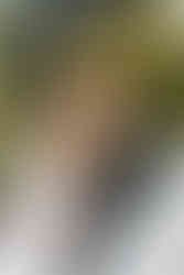 St. Michael's Vineyard Wedding