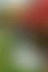 St. Michael's Vineyard Wedding