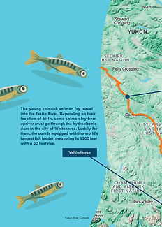 salmon-migration-updated4.jpg