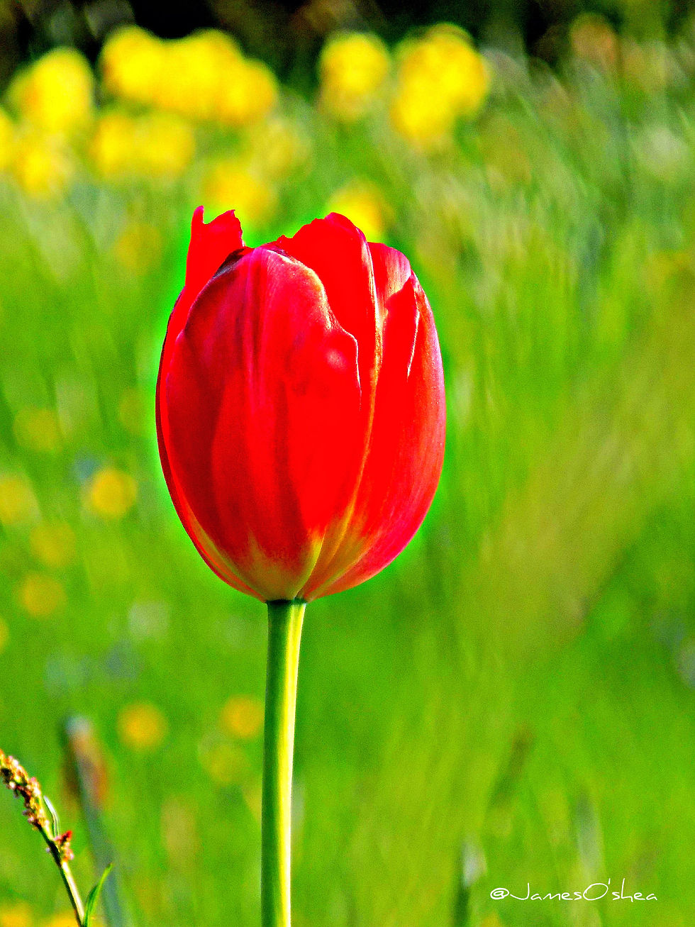 Spring tulip