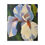 Thumbnail: White Iris Classic Stretched Canvas