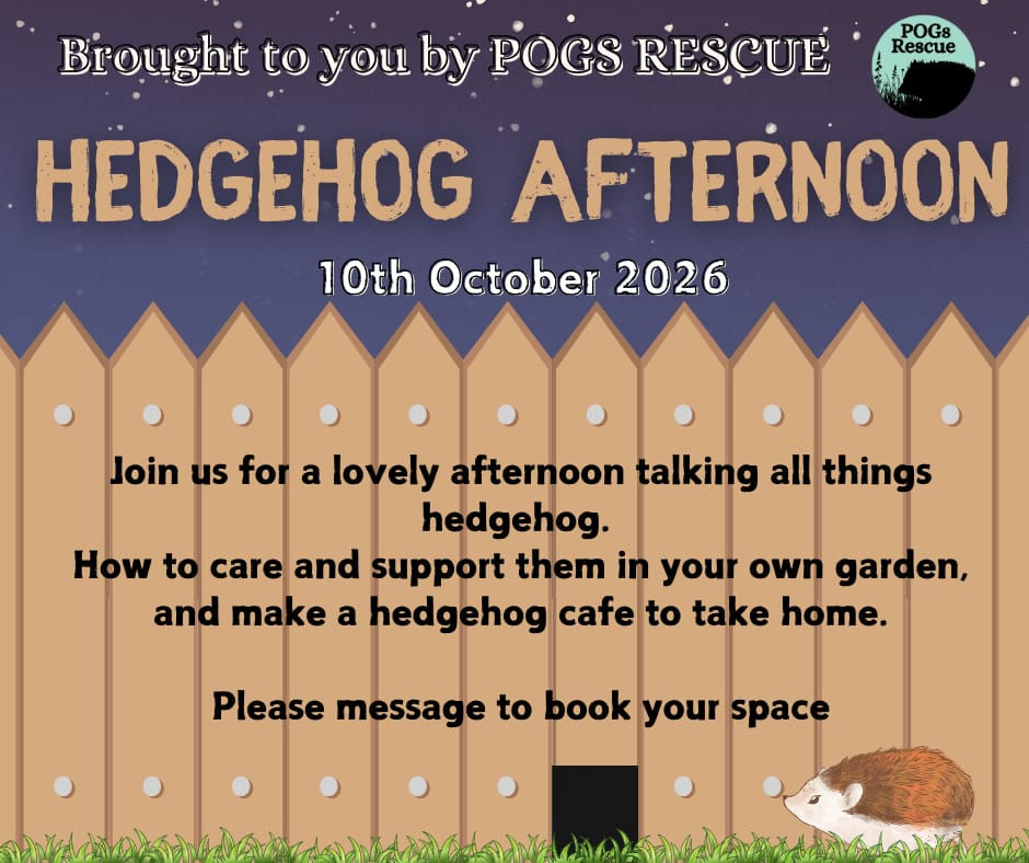 Hedgehog Afternoon
