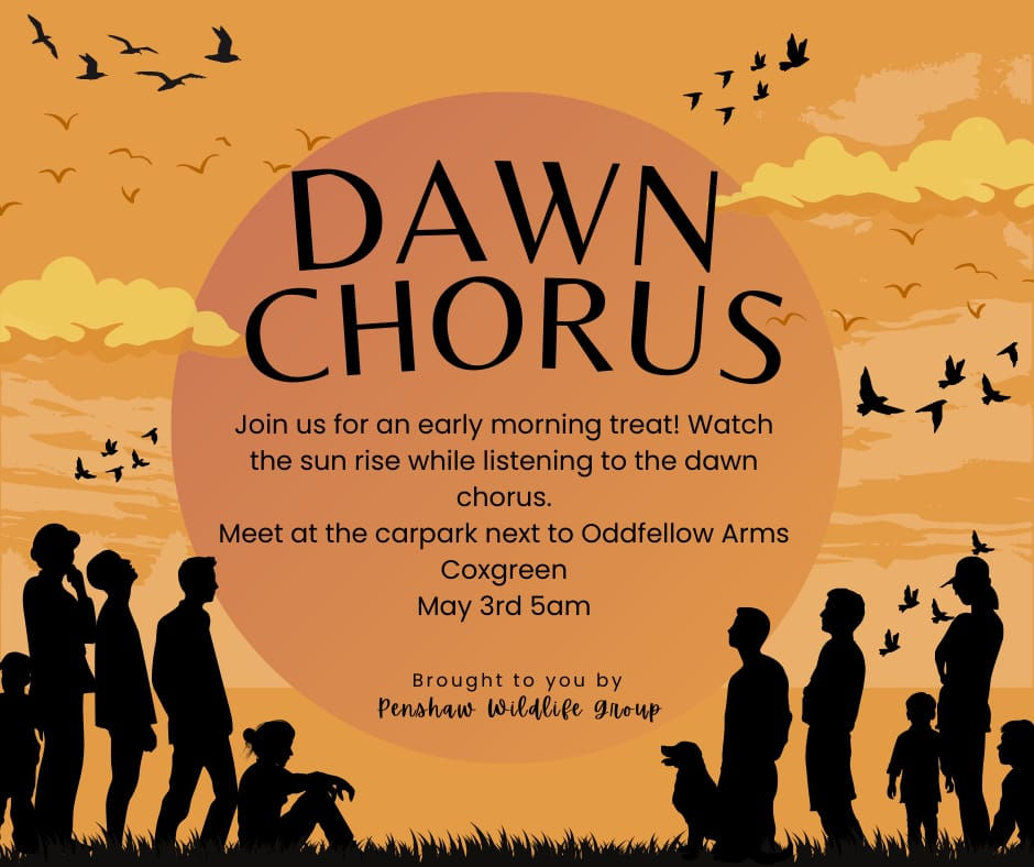 Dawn Chorus