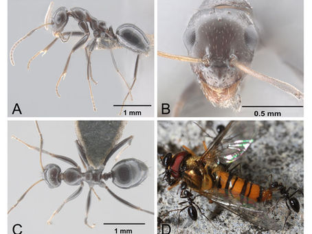 特定外来生物ハヤトゲフシアリ