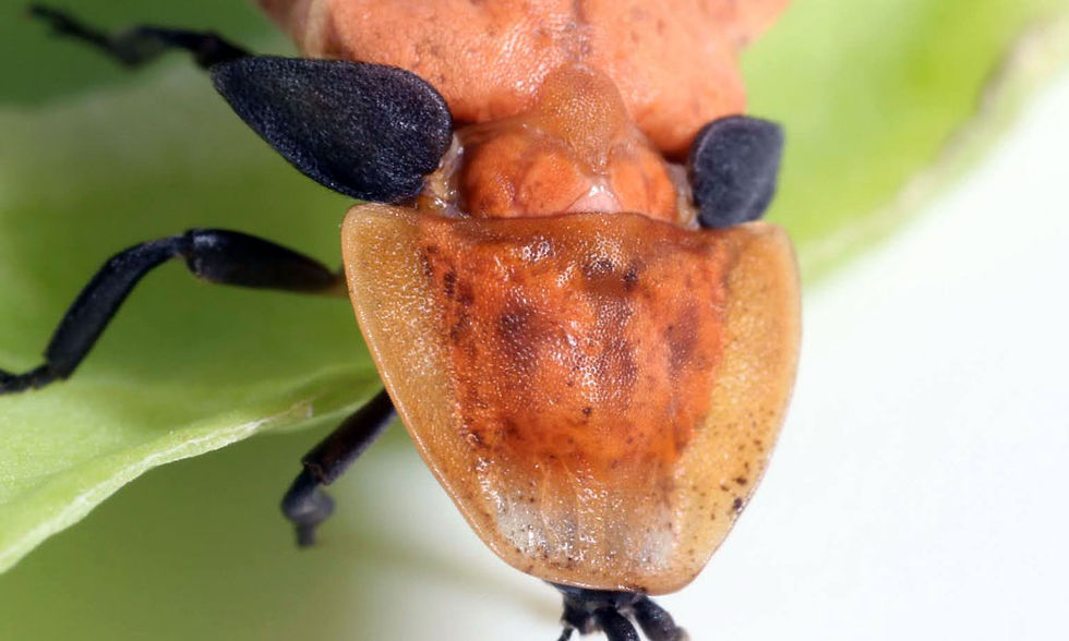 Female adult of Pyro