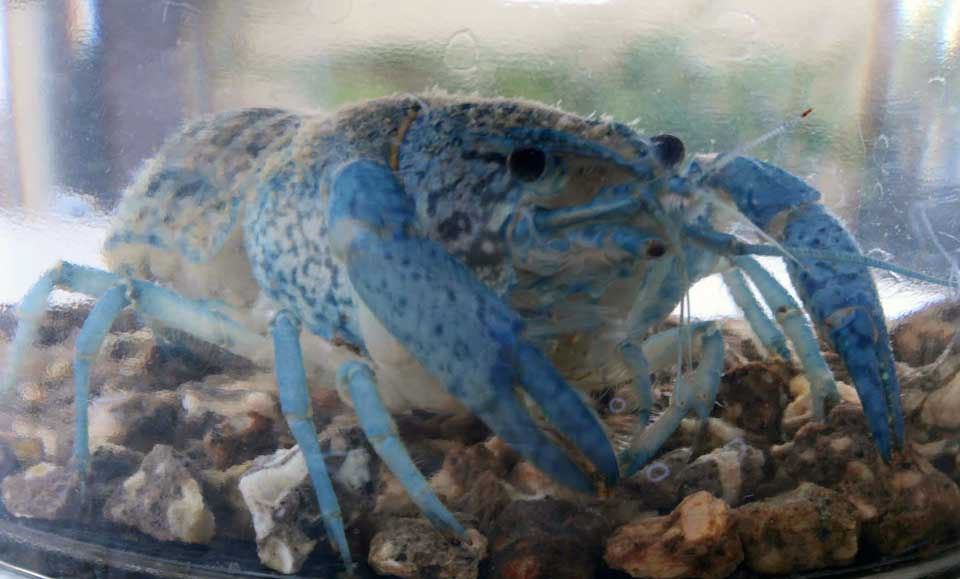 昨年から維持している最大個体 The largest individual I have been keeping since last year