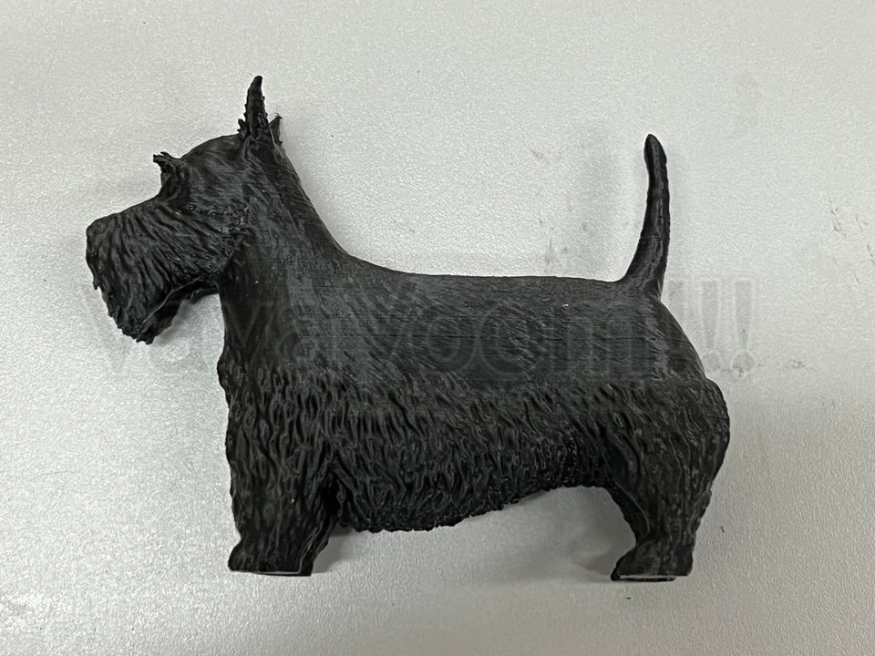 scottish-terrier
