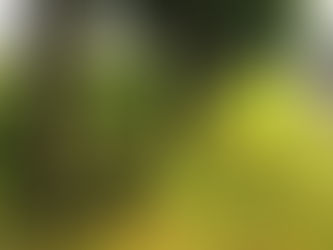 Paracelso: Alquimia, el tercer pilar medicinae