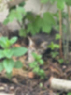 Miniature : Chatons tigrés male et femelle