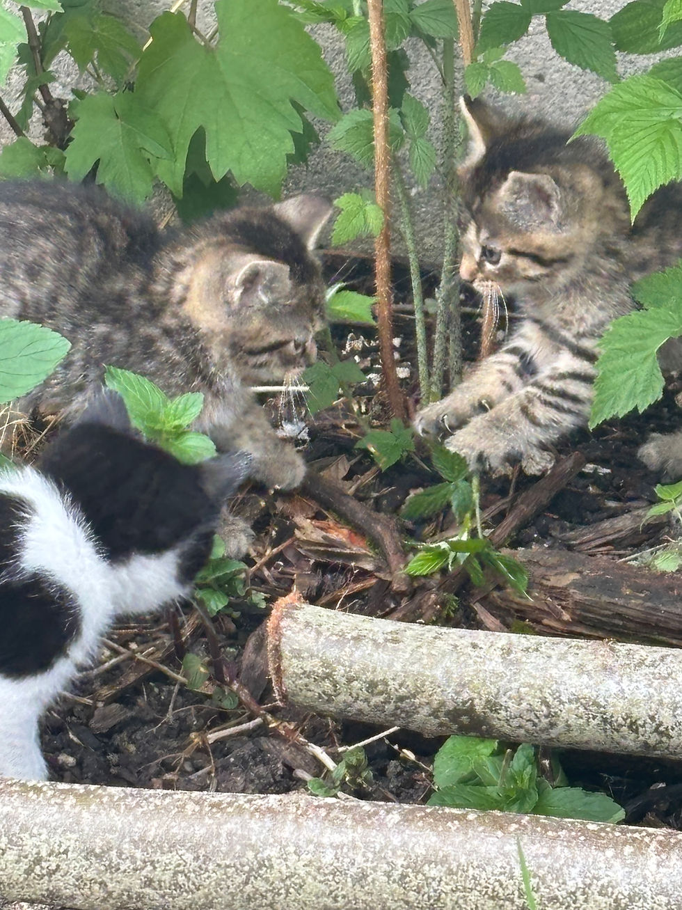 Miniature : Chatons tigrés male et femelle