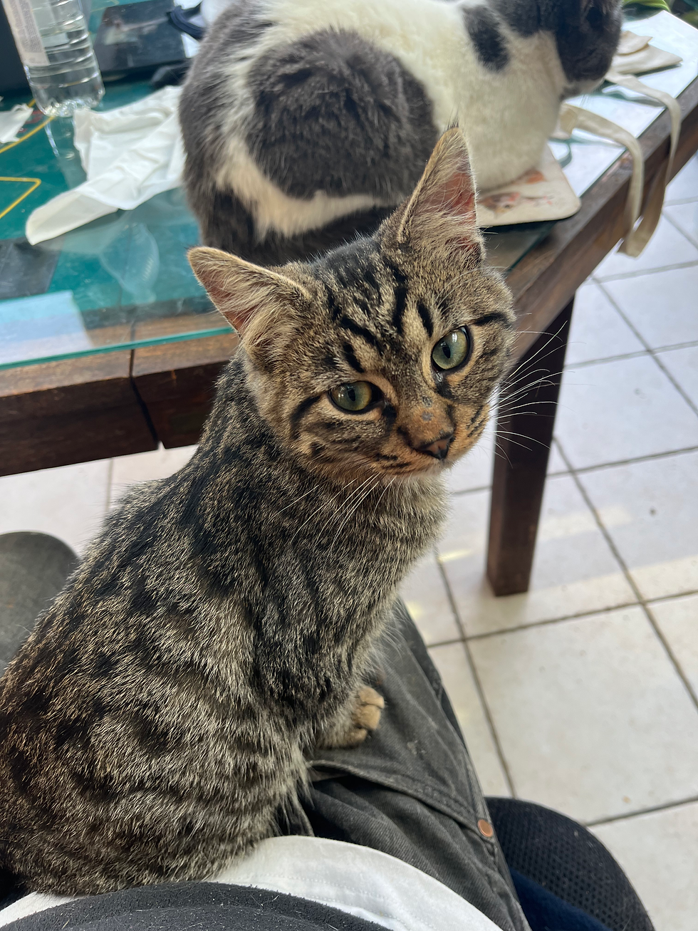 Miniature : Briseis